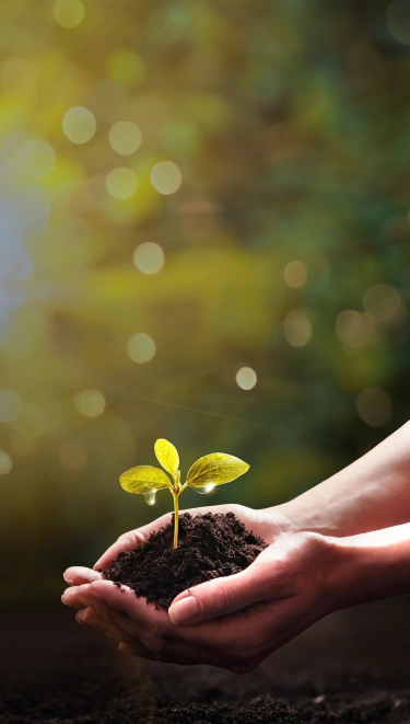 Mano sosteniendo una pequeña planta con tierra, simboliza buenas prácticas de Ecoeficiencia.