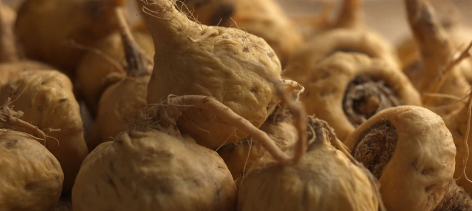 Close up de maca, producto bandera del Perú